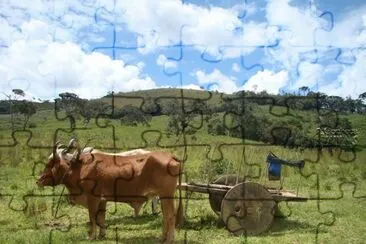 carro de boi