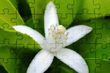 Flor de Laranjeira jigsaw puzzle