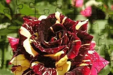 Rosa multicolor jigsaw puzzle