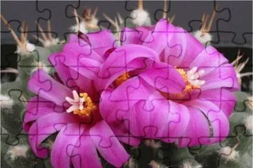 Cactus flower