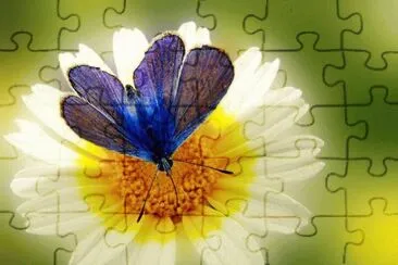 Beautiful  Butterfly jigsaw puzzle