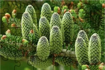 Pine Cones