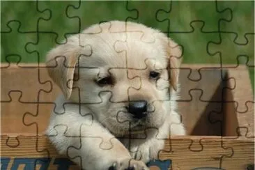 Puppy jigsaw puzzle