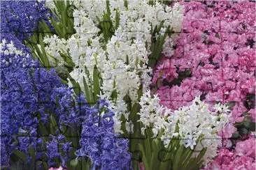 Hyacinths