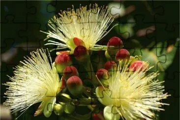 פאזל של Beautiful Flower