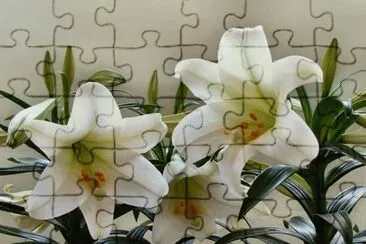 lirio jigsaw puzzle