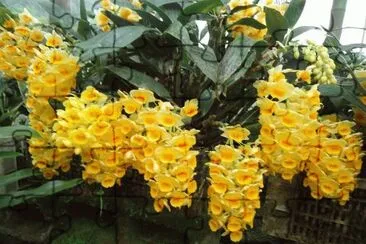 orquidea