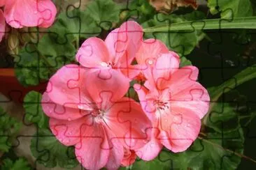 Gerani jigsaw puzzle