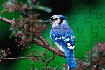 Bird jigsaw puzzle
