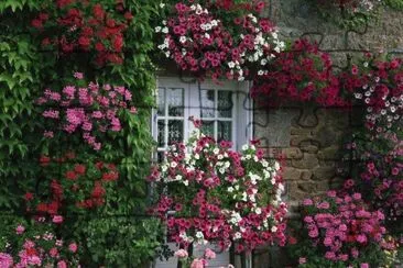 flores