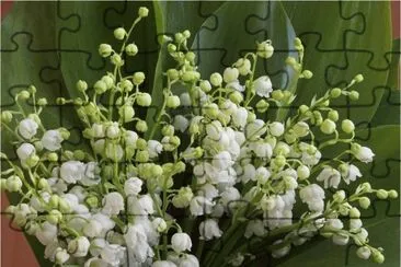 Lilly of the Valley