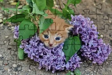 gatet jigsaw puzzle