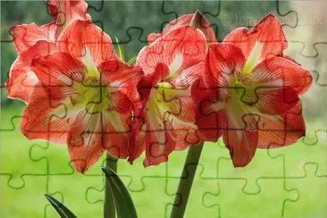 Amaryllis
