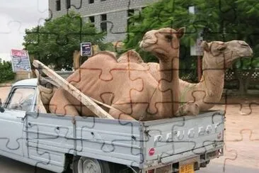 Camel transportation