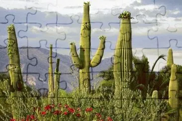 Saguaro Desert Arizona jigsaw puzzle