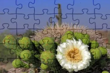 Saguaro Flower  Arizona