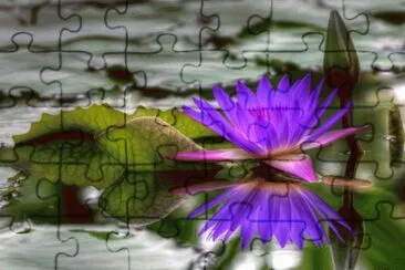 Amazing Flower