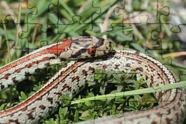 Colubro leopardino