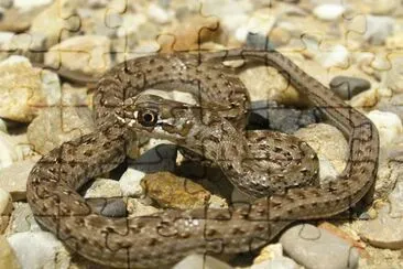 Colubro lacertino