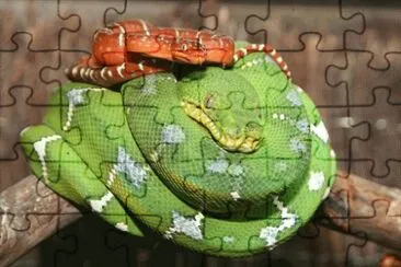Boa smeraldino