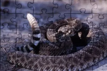 פאזל של serpente a sonagli