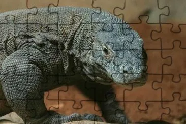 פאזל של Drago di Komodo