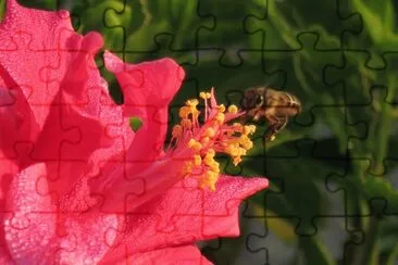 èŠ± jigsaw puzzle