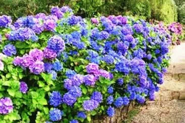 Hortencias jigsaw puzzle