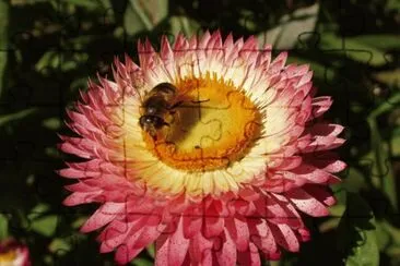 Beautiful Flower