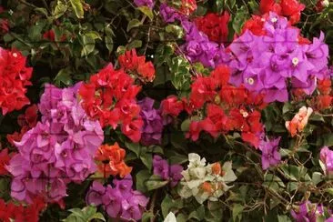 Multicolor Bougainvillea jigsaw puzzle