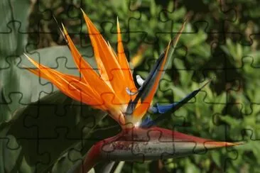 Bird of Paradise  ( Estrelicia )