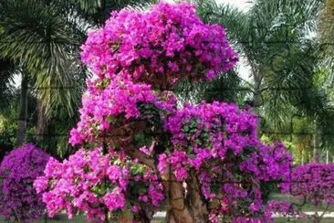 Bonsai de flores Rosa
