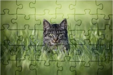 Gato na Relva