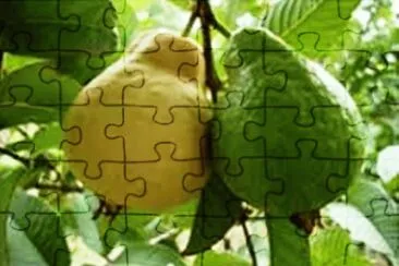 Goiaba jigsaw puzzle