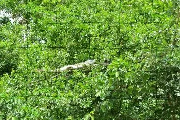 Iguana sobre Ãrvore