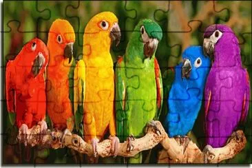 perroquets