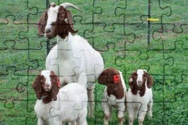 animais