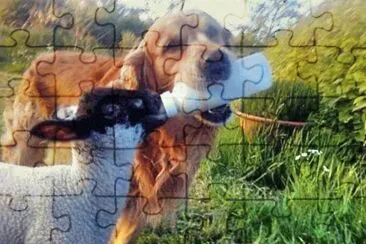 animais