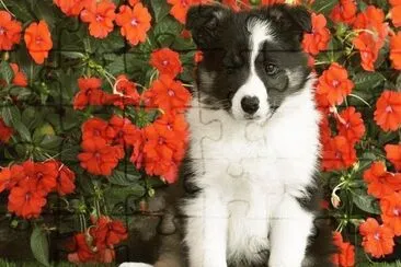 animais jigsaw puzzle