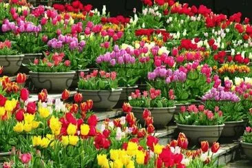 flor jigsaw puzzle