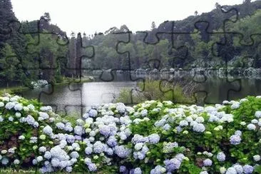 flor jigsaw puzzle