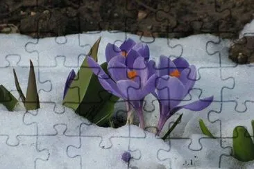Florindo no Gelo