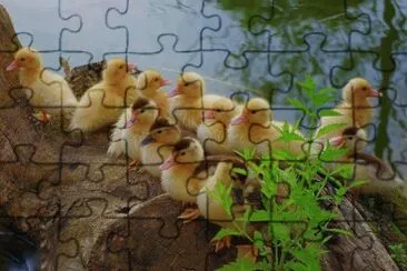 Patinhos jigsaw puzzle