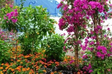 Flowers along Lake Geneva