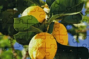 Limoner
