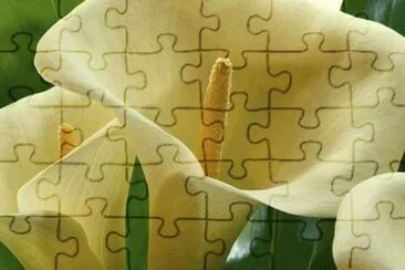 Cockoo Pint jigsaw puzzle