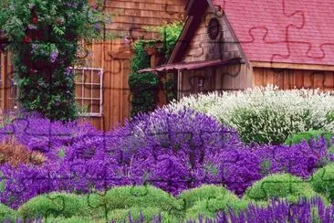 Barn and Lavender