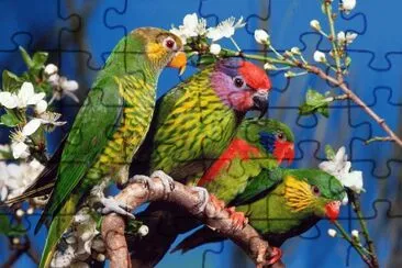 Coloured Parrots jigsaw puzzle