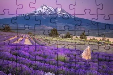 Lavender jigsaw puzzle