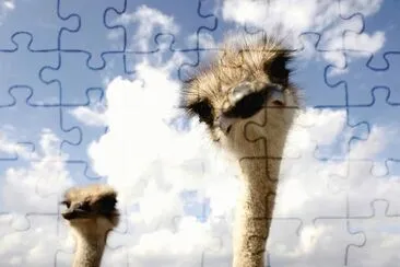 MARSU jigsaw puzzle
